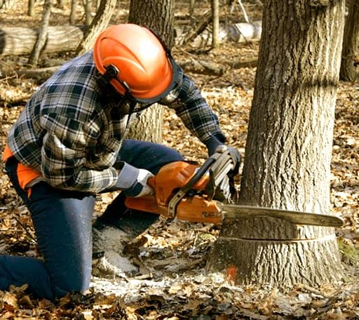 Tree Removal in Brooklet, GA